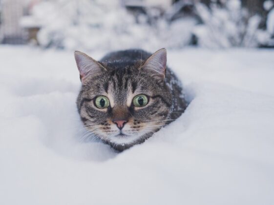 brown tabby cat on snow