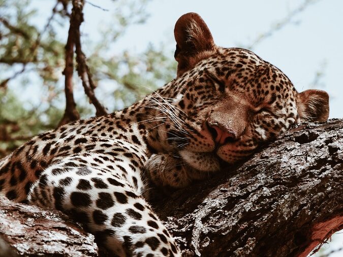 brown leopard sleeping during daytime
