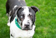 black and white short coated dog on green grass field during daytime