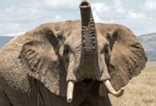 elephant on grass field