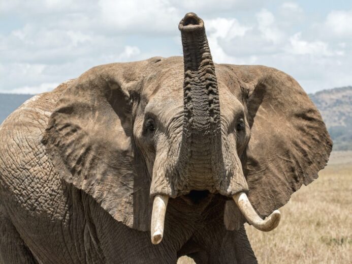 elephant on grass field