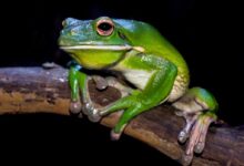 green frog on branch
