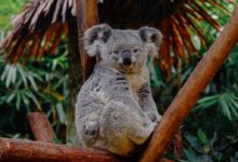 brown animal on branch