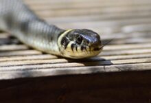 White and Gray Snake on Brown Wooden Table Top