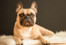 brown and black French bulldog lying on white fur area rug