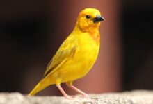 yellow and black bird on gray rock