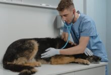 A Veterinarian Checking a Sick Dog Using a Stethoscope