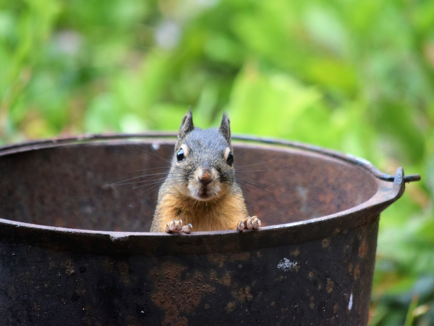 brown squirrel in black round container