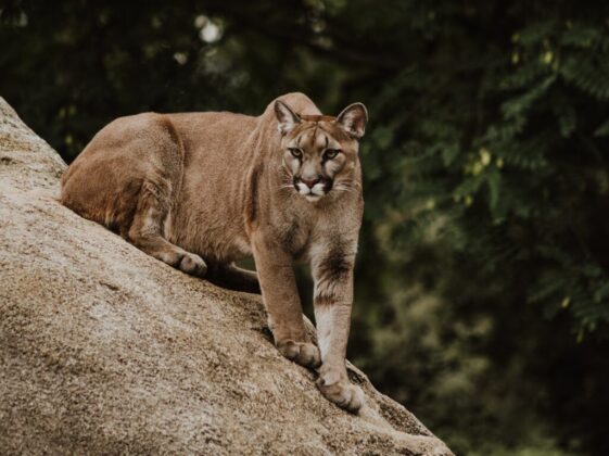 cougar on brown rock formation