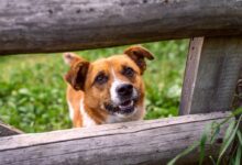 brown and white short coated dog on brown wooden fence during daytime