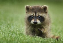 raccoon walking on lawn grass