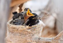 white and black bird on brown nest