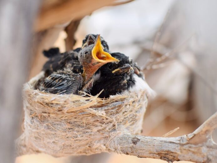 white and black bird on brown nest