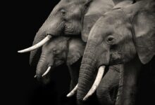 2 gray elephants with white background