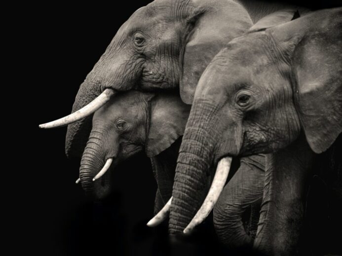 2 gray elephants with white background
