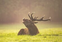 brown animal lying on green grass field
