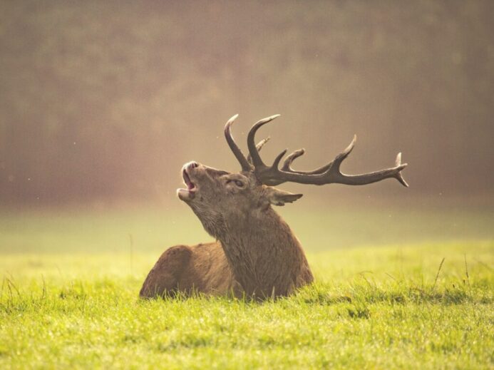 brown animal lying on green grass field