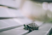Selective Focus Photography of Turtle on Bench