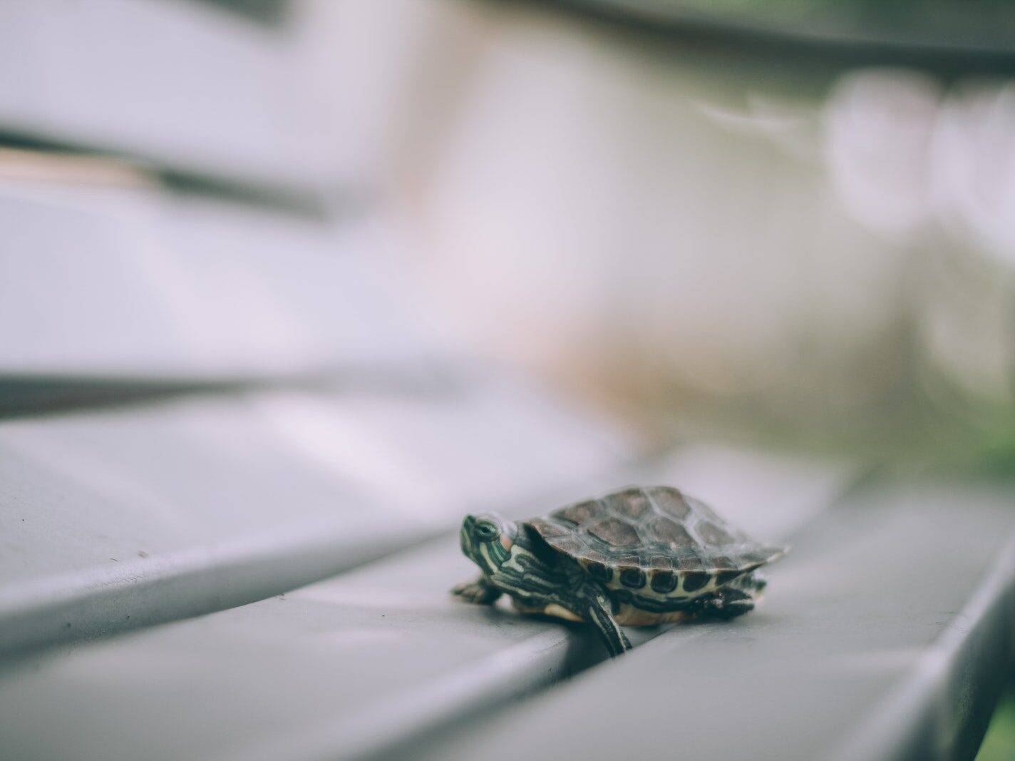 Selective Focus Photography of Turtle on Bench