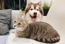 grey tabby cat beside short-coat brown and white dog