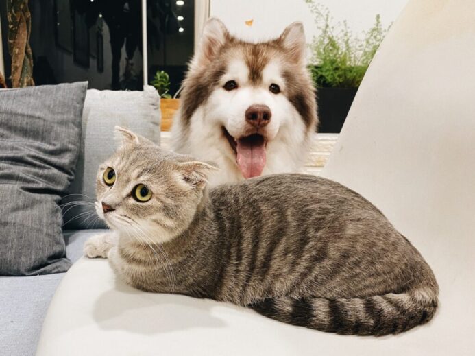 grey tabby cat beside short-coat brown and white dog