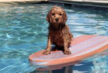 dog on surf board