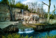 elephant on river during daytime