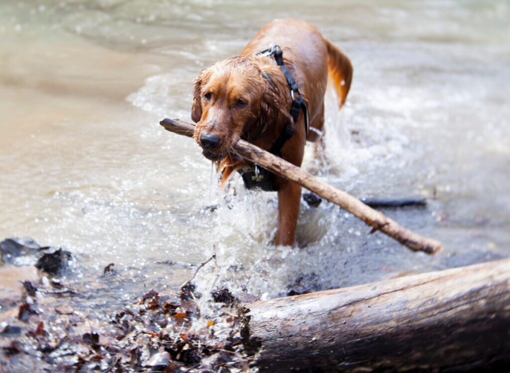 short-coated tan dog biting wood on body of water