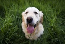 Light Golden Retriever Sitting on Green Grass during Daytime