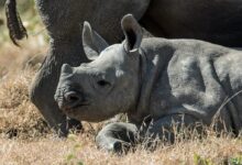 gray baby rhinoceros