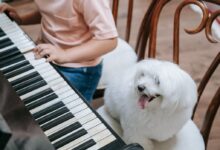 A Kid Playing the Piano and a Dog Sitting on a Chair