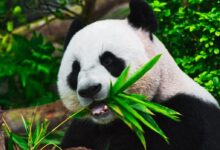 panda eating bamboo