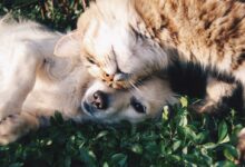 white dog and gray cat hugging each other on grass