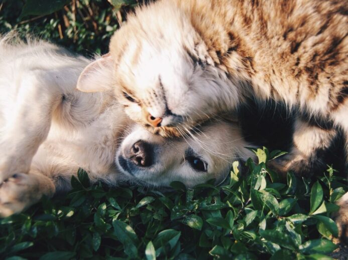 white dog and gray cat hugging each other on grass
