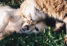 white dog and gray cat hugging each other on grass