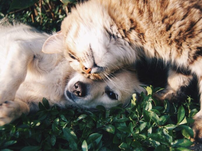 white dog and gray cat hugging each other on grass