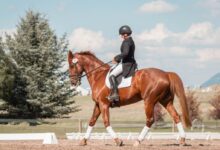 man in black helmet riding brown horse during daytime
