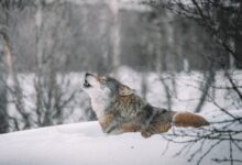 brown and white wolf on snow covered ground