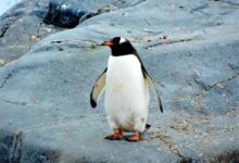 penguin standing on black rock