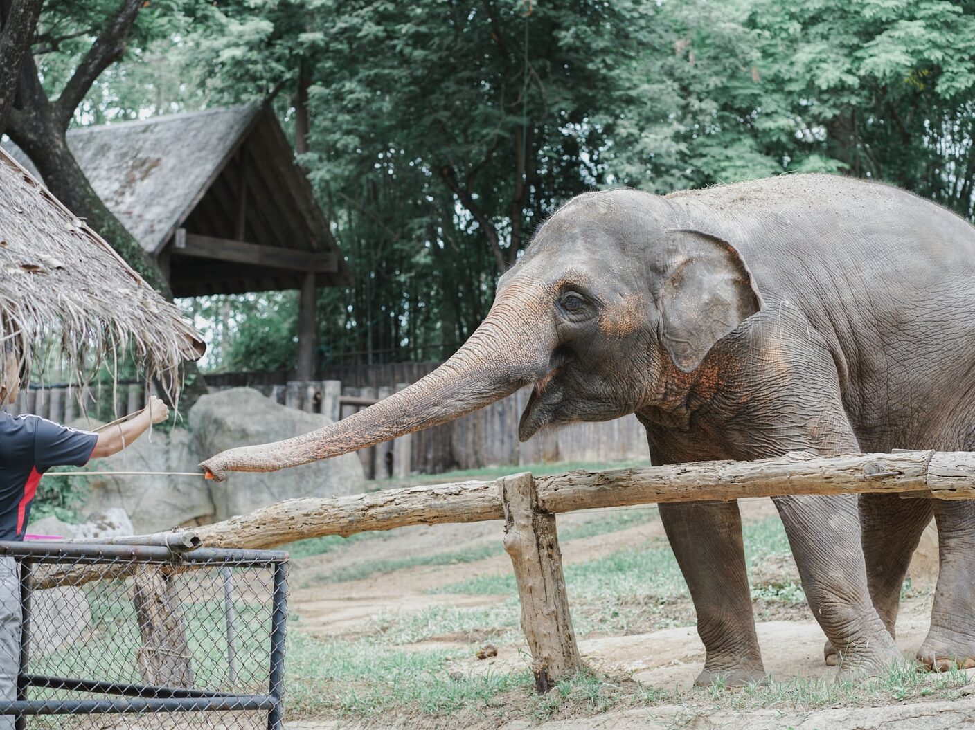 person reaching for elephant's trunk