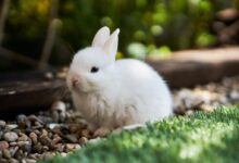 white rabbit on green grass