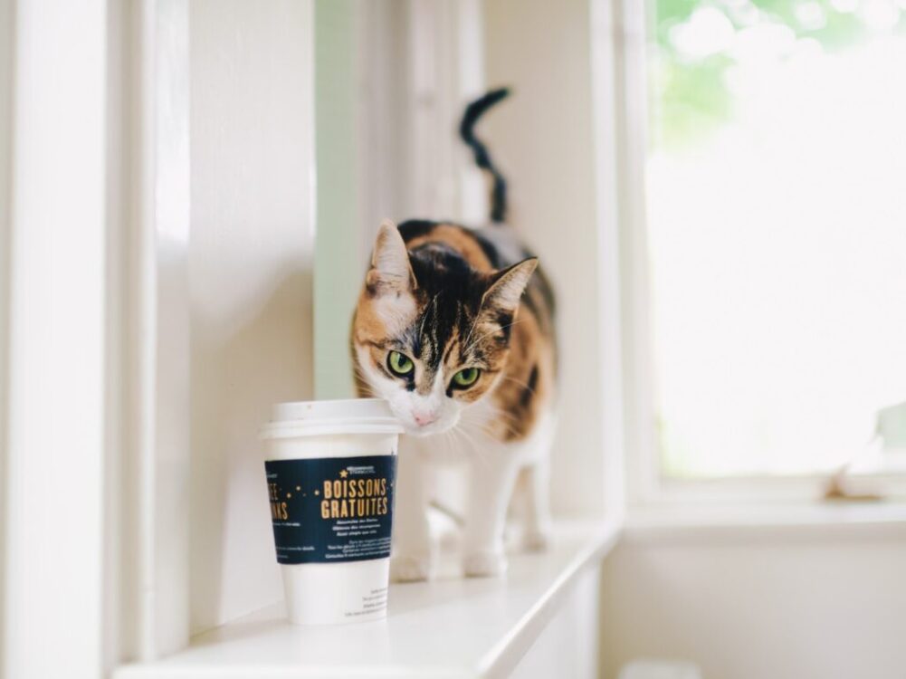 selective focus photography of calico cat and disposable cup indoors