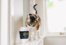 selective focus photography of calico cat and disposable cup indoors