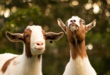 brown and white goats