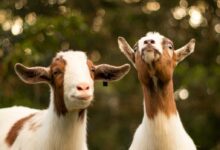 brown and white goats