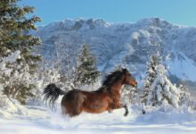 brown horse on snow covered ground during daytime