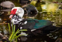 black and green duck