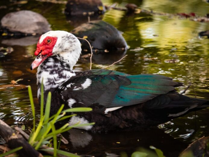 black and green duck