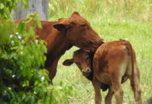 brown cow on green grass field during daytime