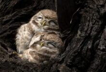 brown owlets in nest